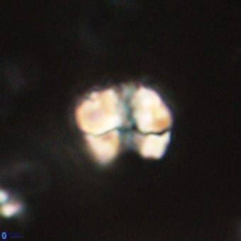 Karoulilithos pseudobiskayae 67664