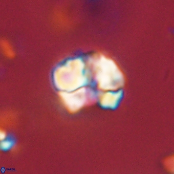 Karoulilithos pseudobiskayae 67665