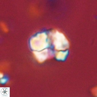 Karoulilithos pseudobiskayae 67665
