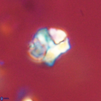 Karoulilithos pseudobiskayae 67666