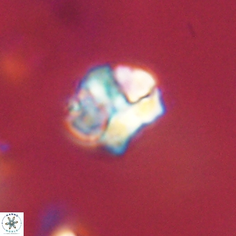 Karoulilithos pseudobiskayae 67666