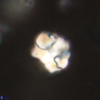 Karoulilithos pseudobiskayae 67668