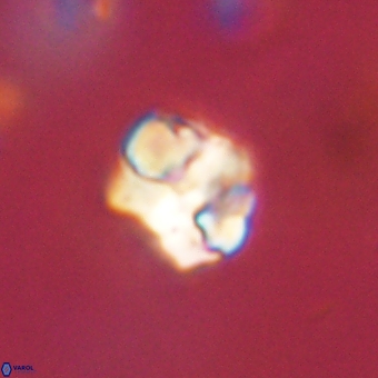 Karoulilithos pseudobiskayae 67669