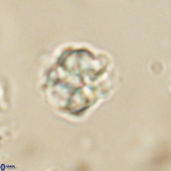 Karoulilithos pseudobiskayae 67674