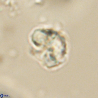 Karoulilithos pseudobiskayae 67675