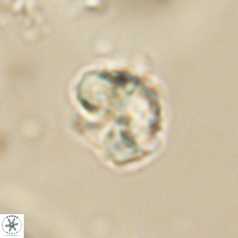 Karoulilithos pseudobiskayae 67675