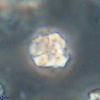 Karoulilithos pseudobiskayae 67676