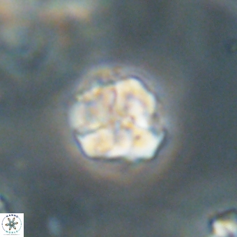 Karoulilithos pseudobiskayae 67676