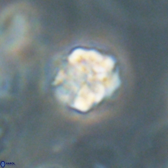 Karoulilithos pseudobiskayae 67677