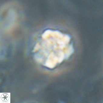 Karoulilithos pseudobiskayae 67677