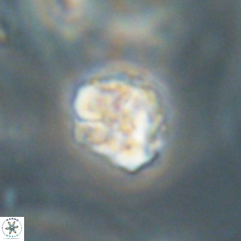 Karoulilithos pseudobiskayae 67678