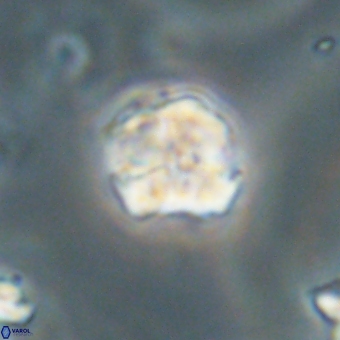 Karoulilithos pseudobiskayae 67679