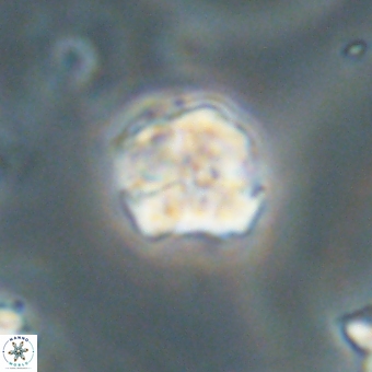 Karoulilithos pseudobiskayae 67679