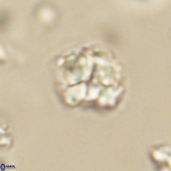Karoulilithos pseudobiskayae 67670