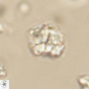 Karoulilithos pseudobiskayae 67670