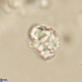 Karoulilithos pseudobiskayae 67671