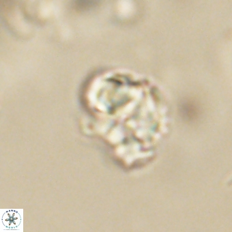 Karoulilithos pseudobiskayae 67671