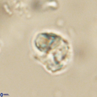 Karoulilithos pseudobiskayae 67672