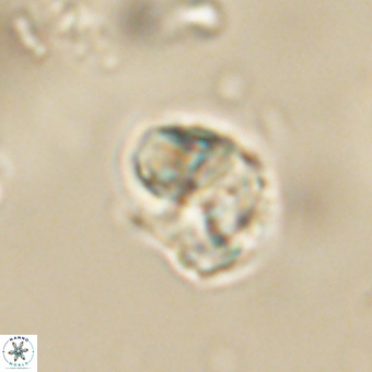 Karoulilithos pseudobiskayae 67672
