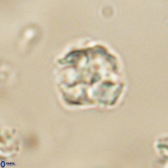 Karoulilithos pseudobiskayae 67673