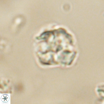 Karoulilithos pseudobiskayae 67673