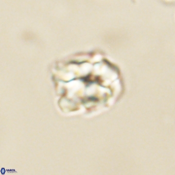 Karoulilithos pseudobiskayae 67684
