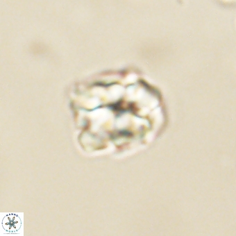 Karoulilithos pseudobiskayae 67684