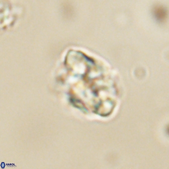 Karoulilithos pseudobiskayae 67685