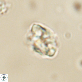 Karoulilithos pseudobiskayae 67685