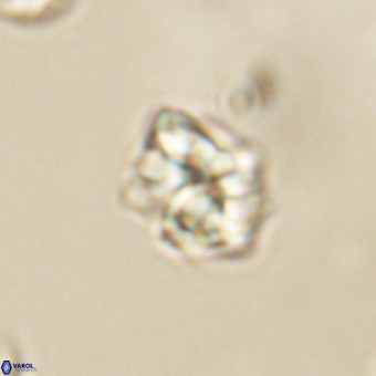 Karoulilithos pseudobiskayae 67686