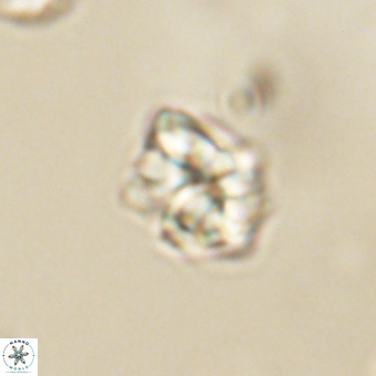 Karoulilithos pseudobiskayae 67686