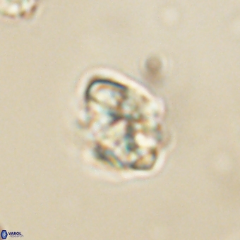 Karoulilithos pseudobiskayae 67687