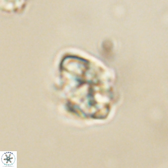 Karoulilithos pseudobiskayae 67687