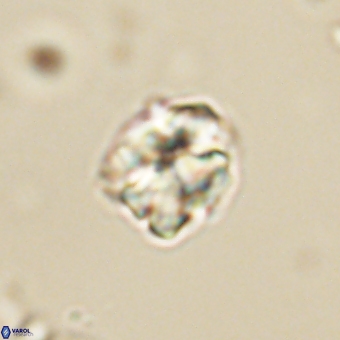 Karoulilithos pseudobiskayae 67688