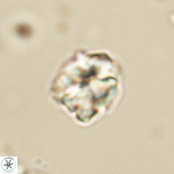 Karoulilithos pseudobiskayae 67688