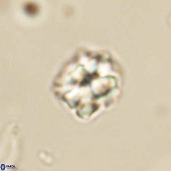Karoulilithos pseudobiskayae 67689