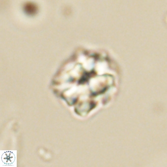 Karoulilithos pseudobiskayae 67689