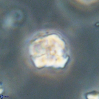 Karoulilithos pseudobiskayae 67680