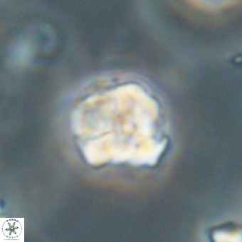 Karoulilithos pseudobiskayae 67680