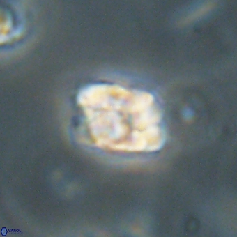 Karoulilithos pseudobiskayae 67681
