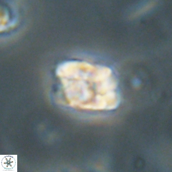 Karoulilithos pseudobiskayae 67681