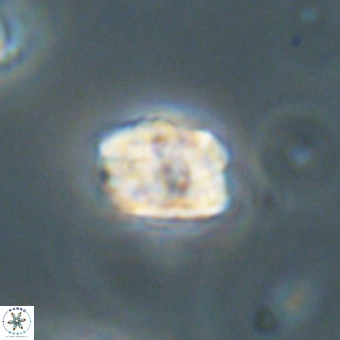 Karoulilithos pseudobiskayae 67682