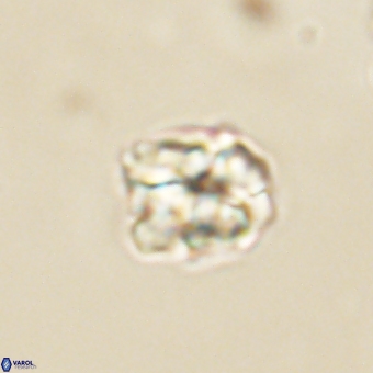 Karoulilithos pseudobiskayae 67683