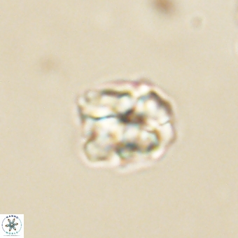 Karoulilithos pseudobiskayae 67683