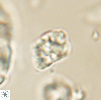Karoulilithos pseudobiskayae 67694