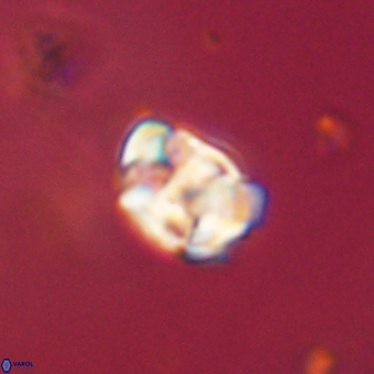 Karoulilithos pseudobiskayae 67698