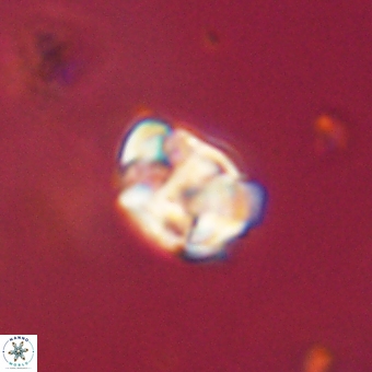 Karoulilithos pseudobiskayae 67698