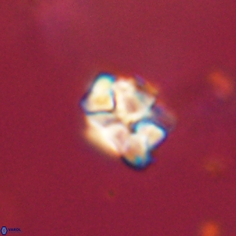 Karoulilithos pseudobiskayae 67699