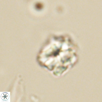 Karoulilithos pseudobiskayae 67690