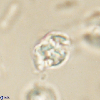Karoulilithos pseudobiskayae 67691